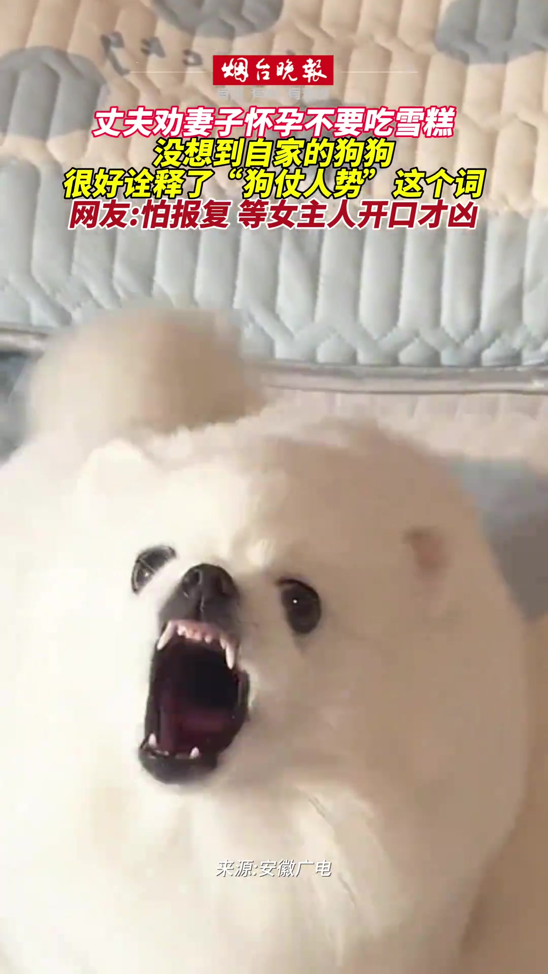 这就是狗仗人势啊！网友：这是担心遭到反噬吗