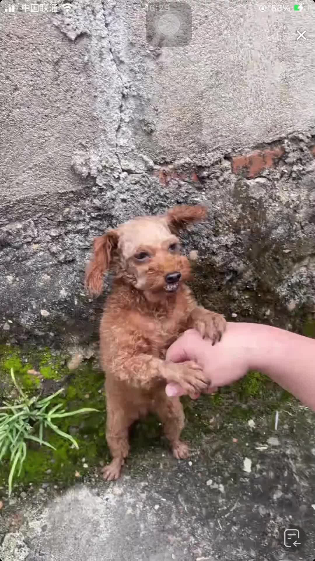 活这么久第一次听狗唱歌！