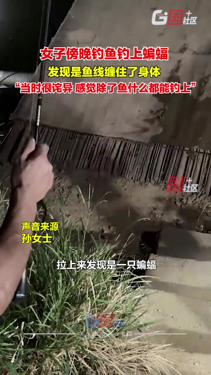 女子傍晚垂钓意外钓起一只蝙蝠惊呆众人