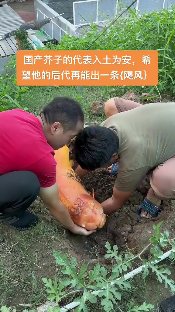 第一次见，头上好象有龙角！国产芥子代表飓风产后感染入土为安了