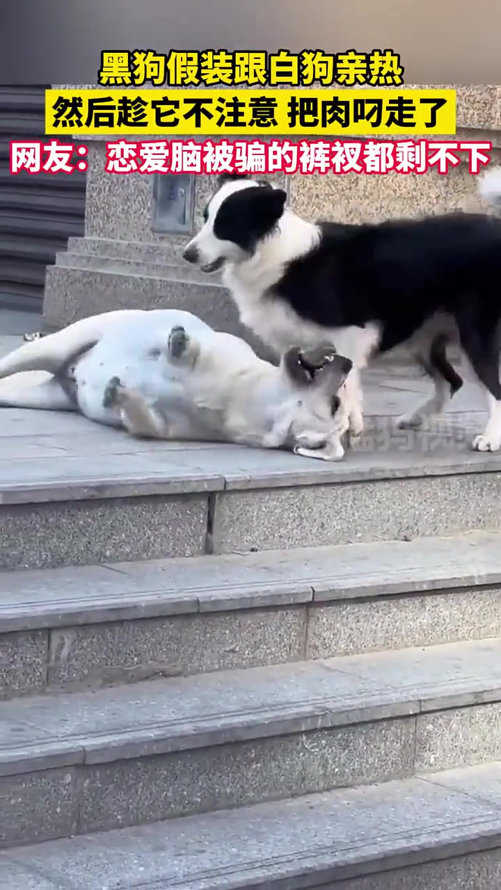 这智商，一定看过孙子兵法，会使美人计