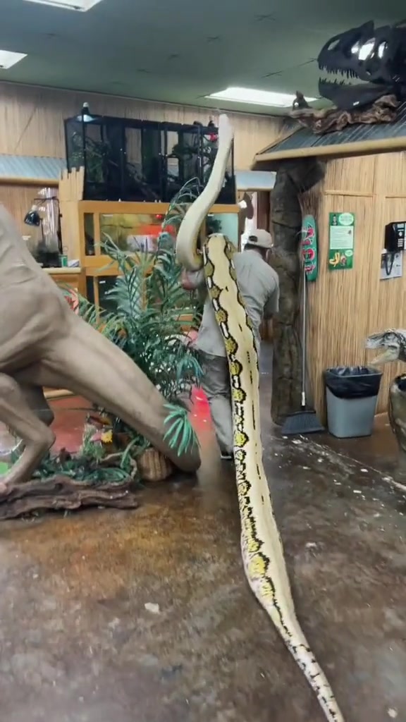 直接背大蟒蛇吗原来动物园里的蛇竟然是这样进去的！