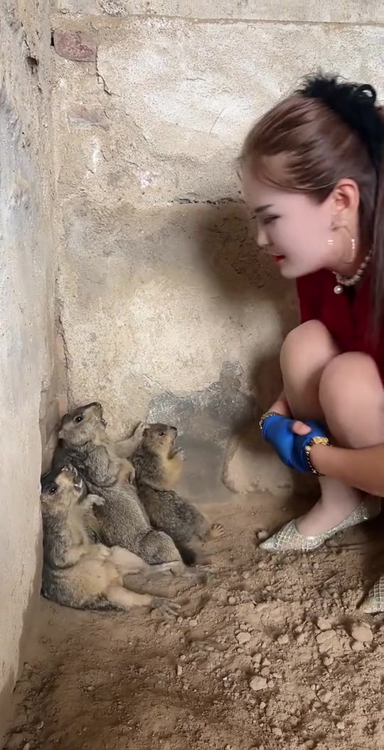 母老虎大战土拨鼠！