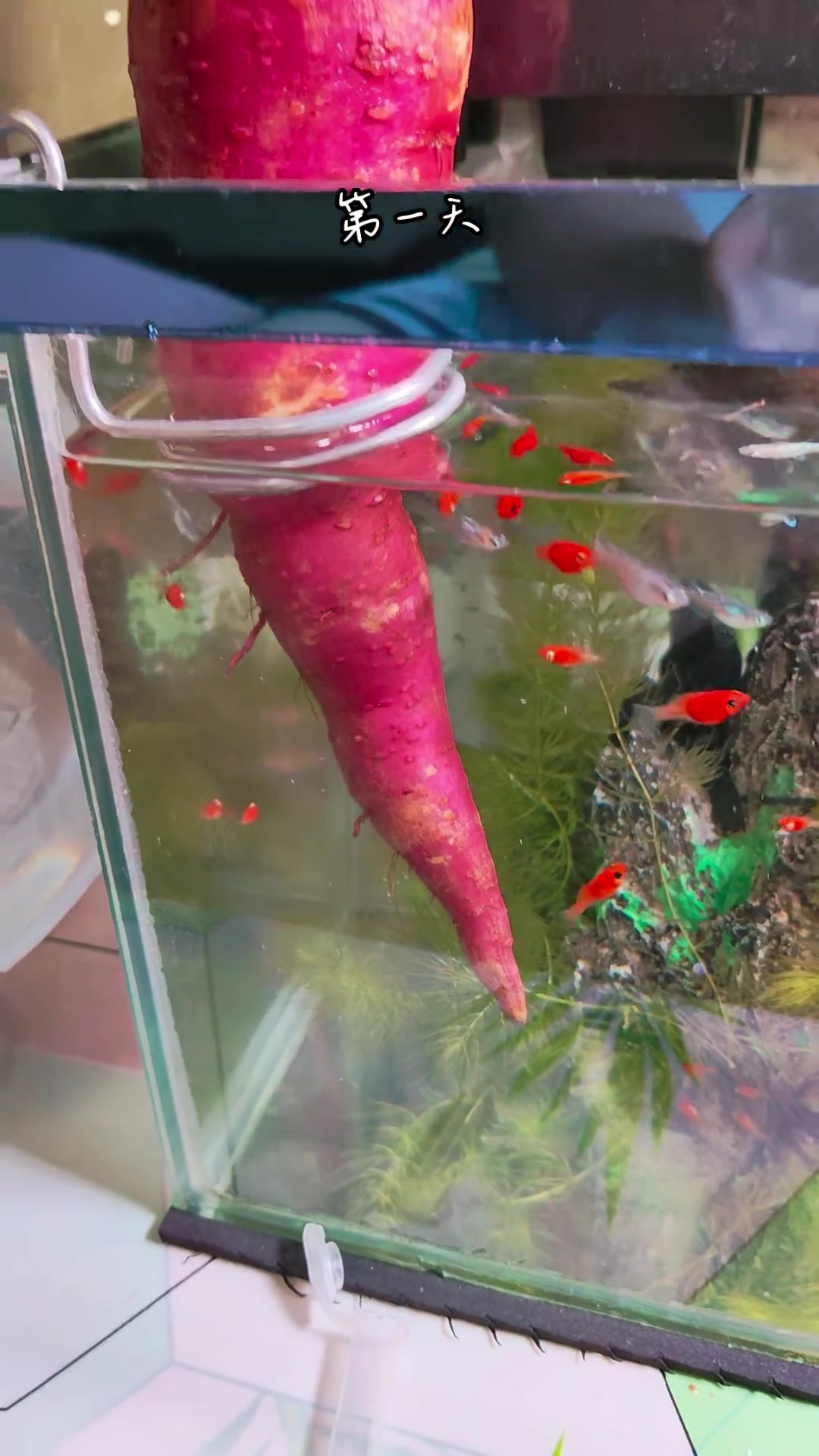 红薯只有水也能发芽那我还养啥大蒜啊！