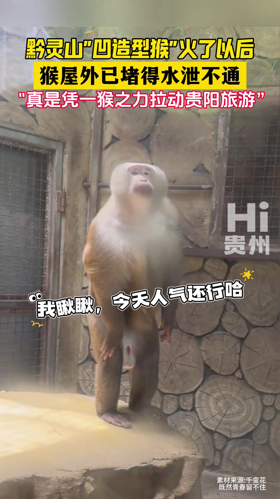 这就是摆拍！黔灵山“凹造型猴”吸引众多粉丝前来围观！