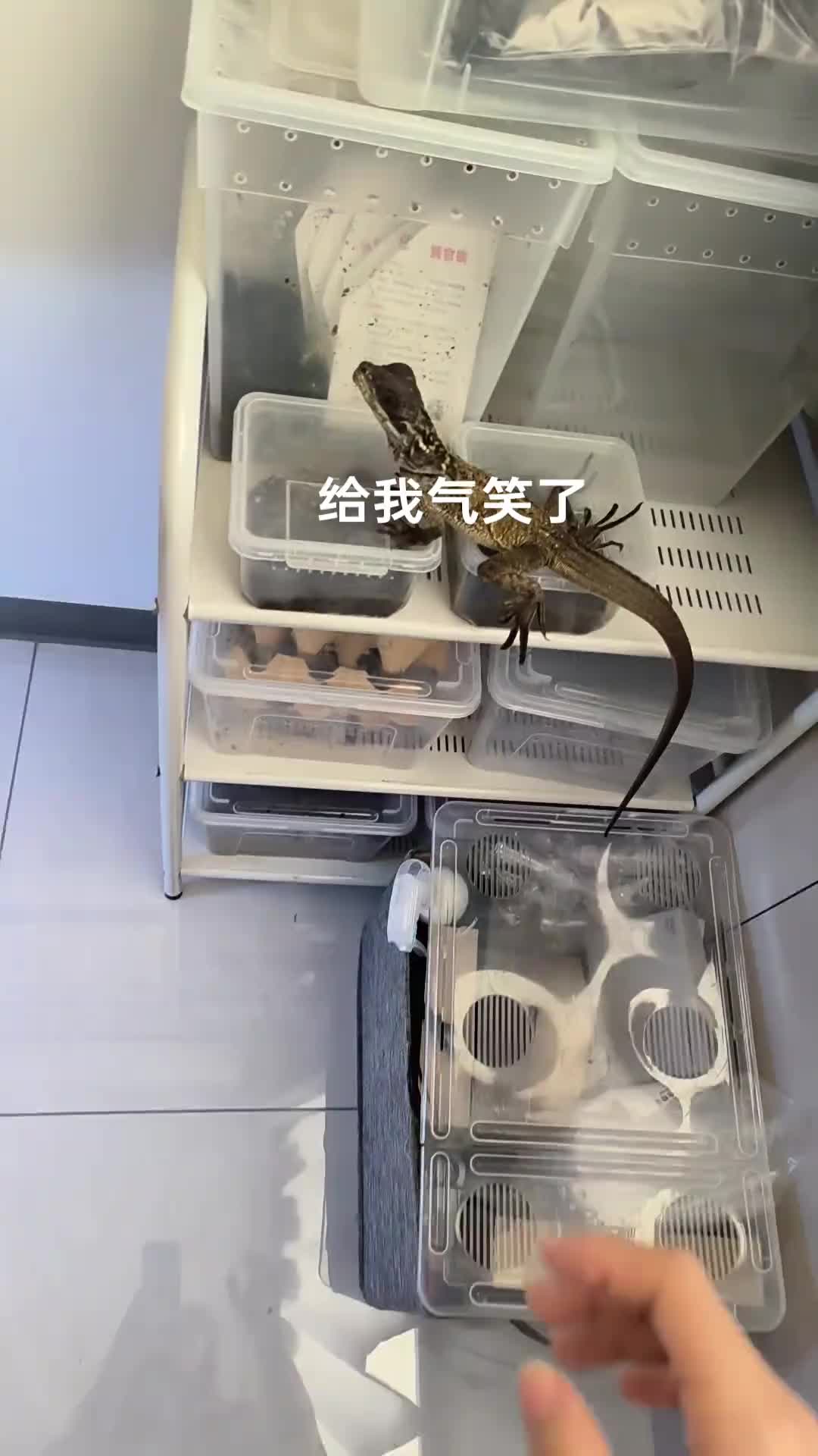 给三嫂吓得快直立行走了！