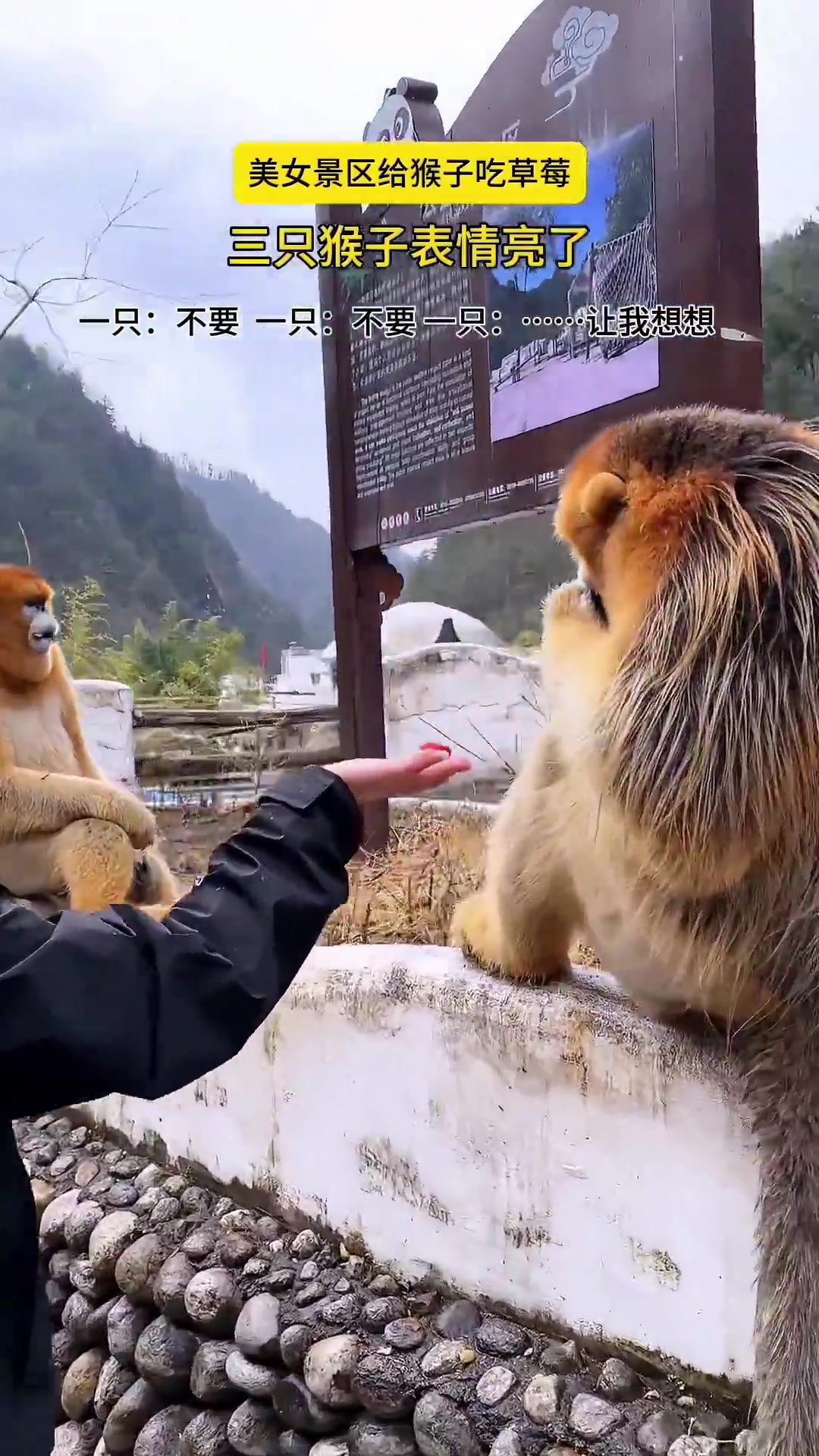 金丝猴表示，这群人怎么跟峨眉的泼猴一样！