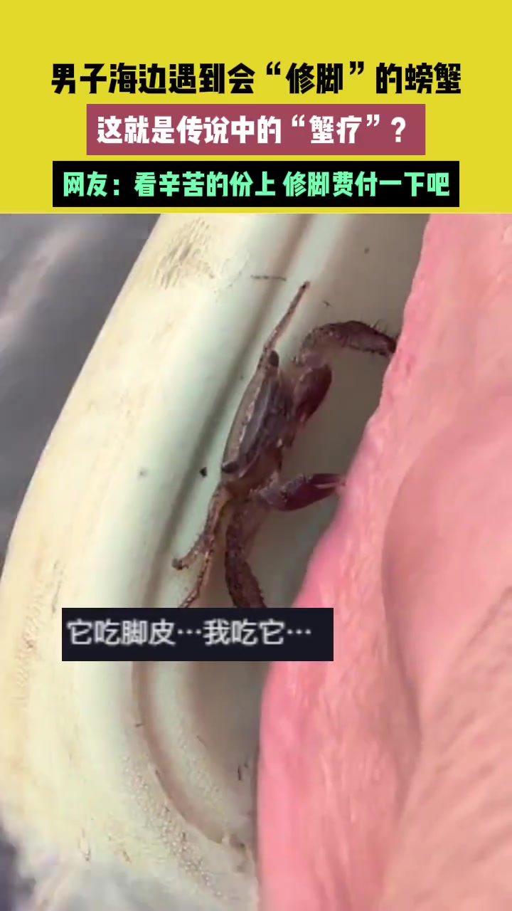 男子海边遇到会“修脚”的螃蟹，这就是传说中的“蟹疗”