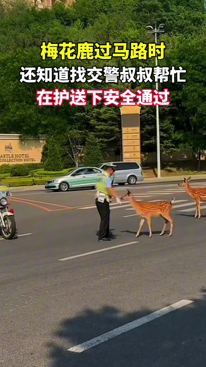 梅花鹿过马路还知道找交警帮忙