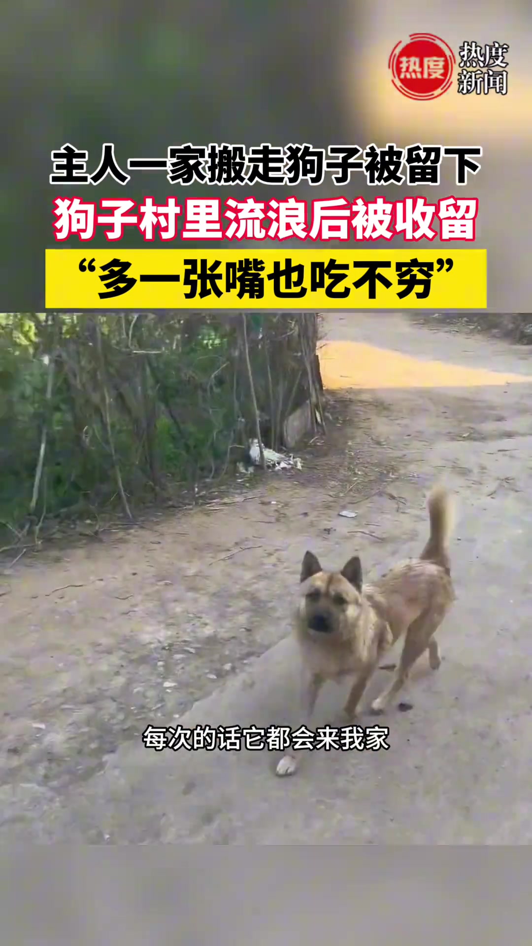 以前村里好多狗都是这么养的！