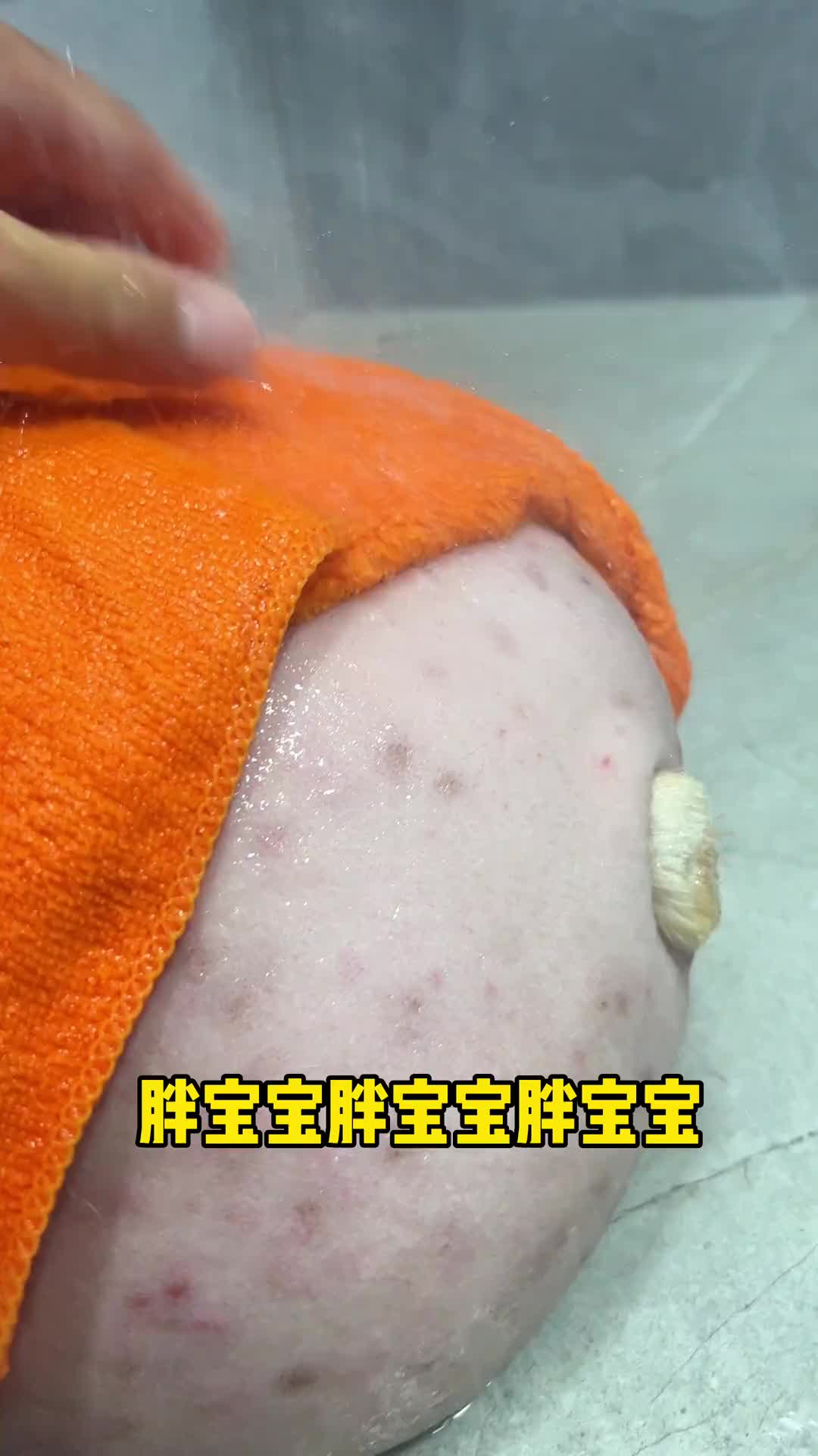 我第一眼没认出是啥生物，当然第二眼也没有！