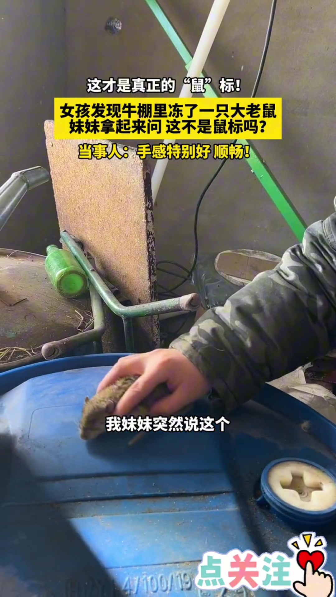 女孩发现牛棚里冻了一只大老鼠，妹妹拿起来问，这不是鼠标吗！
