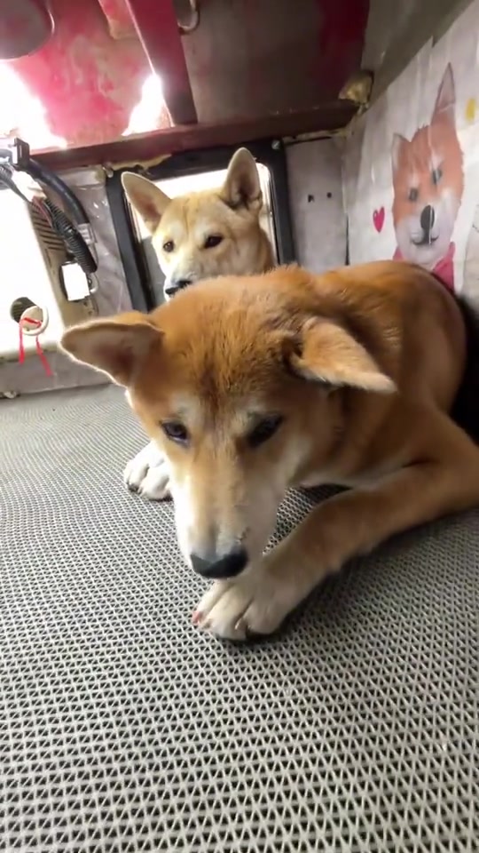 以后可不能说热成狗了，狗可没你那么热