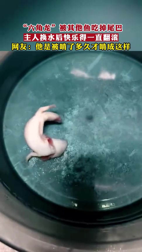 “六角龙”被其他鱼啃掉尾巴，主人换水单独装后开心的一直翻滚