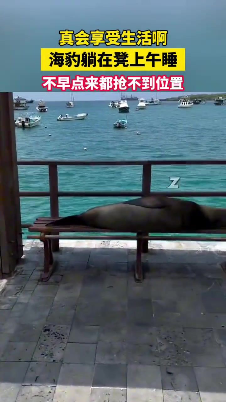 这海豹也太会享受生活了，躺在椅子上睡觉！