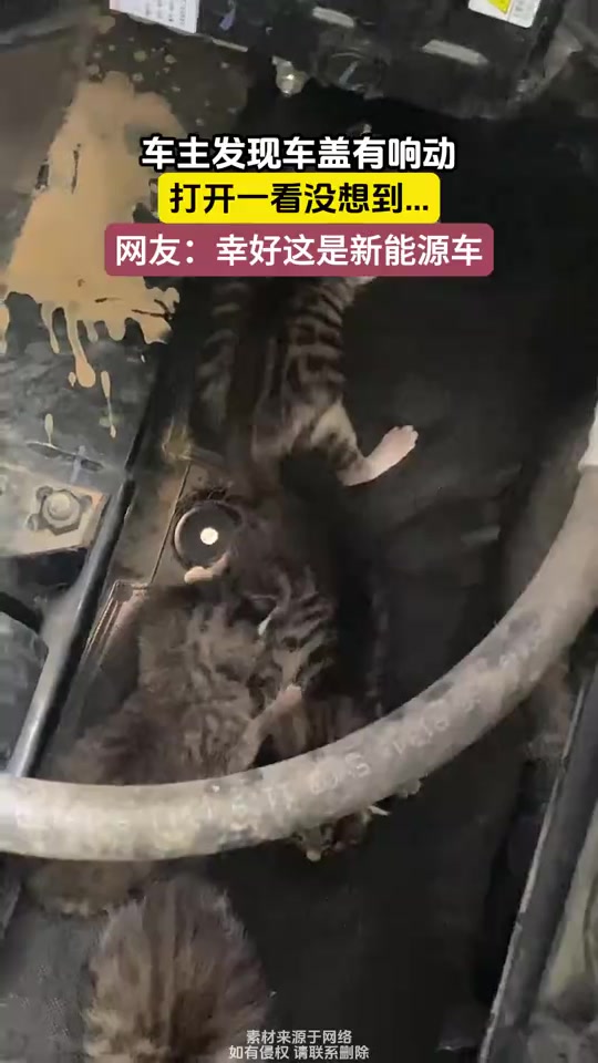 车主发现车内有异响，打开后发现一窝小猫