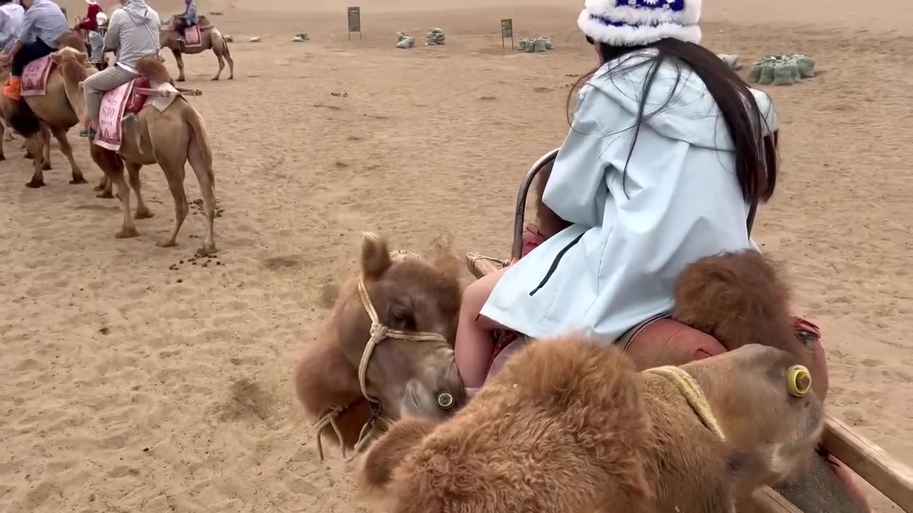 骆驼原来也喜欢大长腿啊！