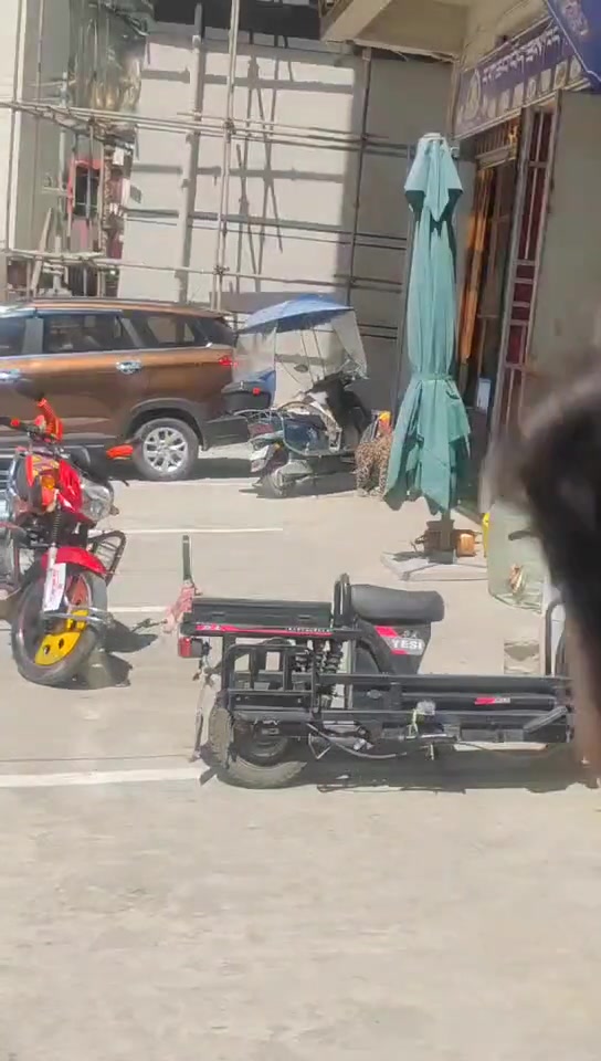 感觉是只小豹子，它的脸看起来奶呼呼的！