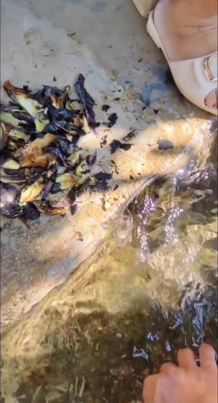 鱼：水上冲浪真刺激