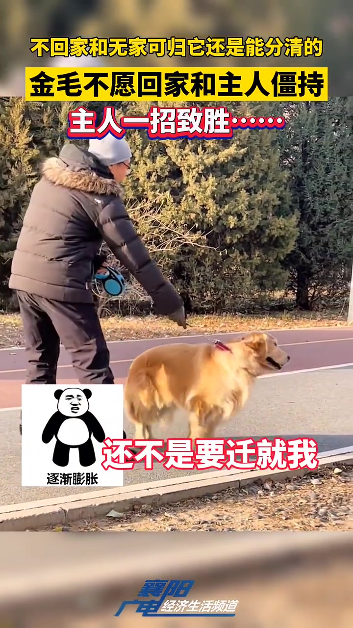 金毛不愿回家，和主人僵持，主人一招制胜