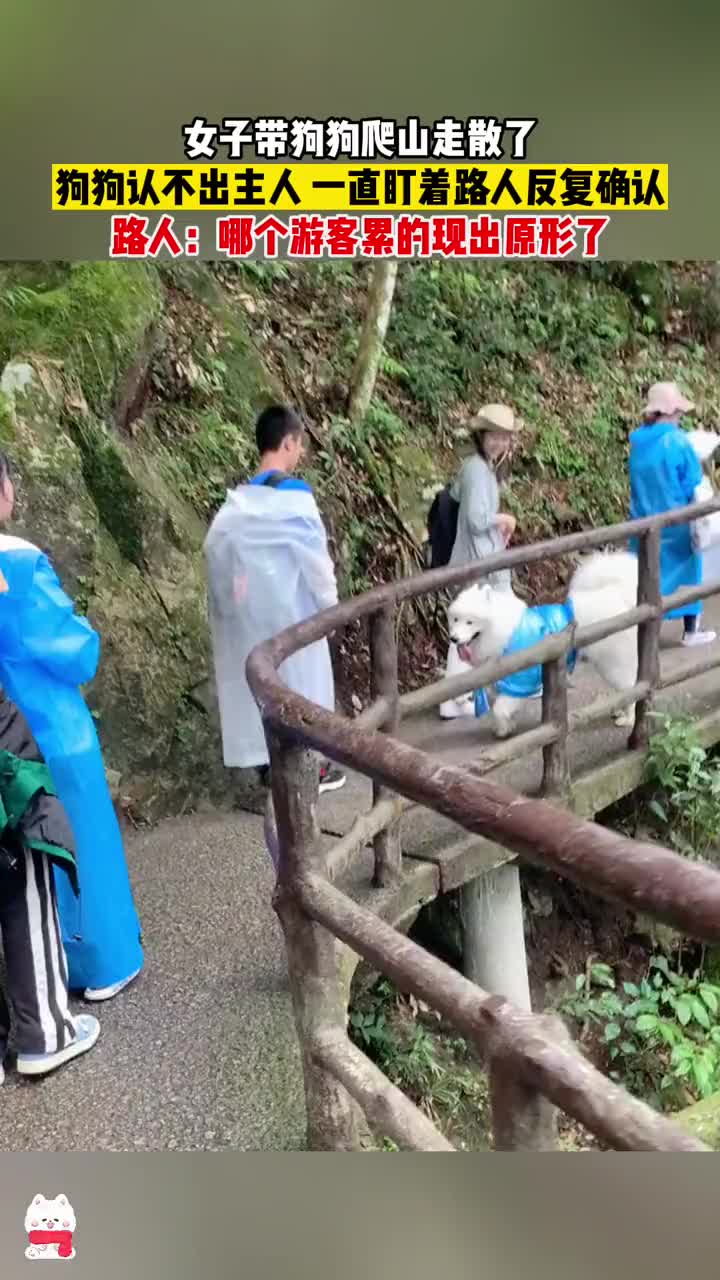 女子带狗子爬山走散了，狗子一直看路人确认