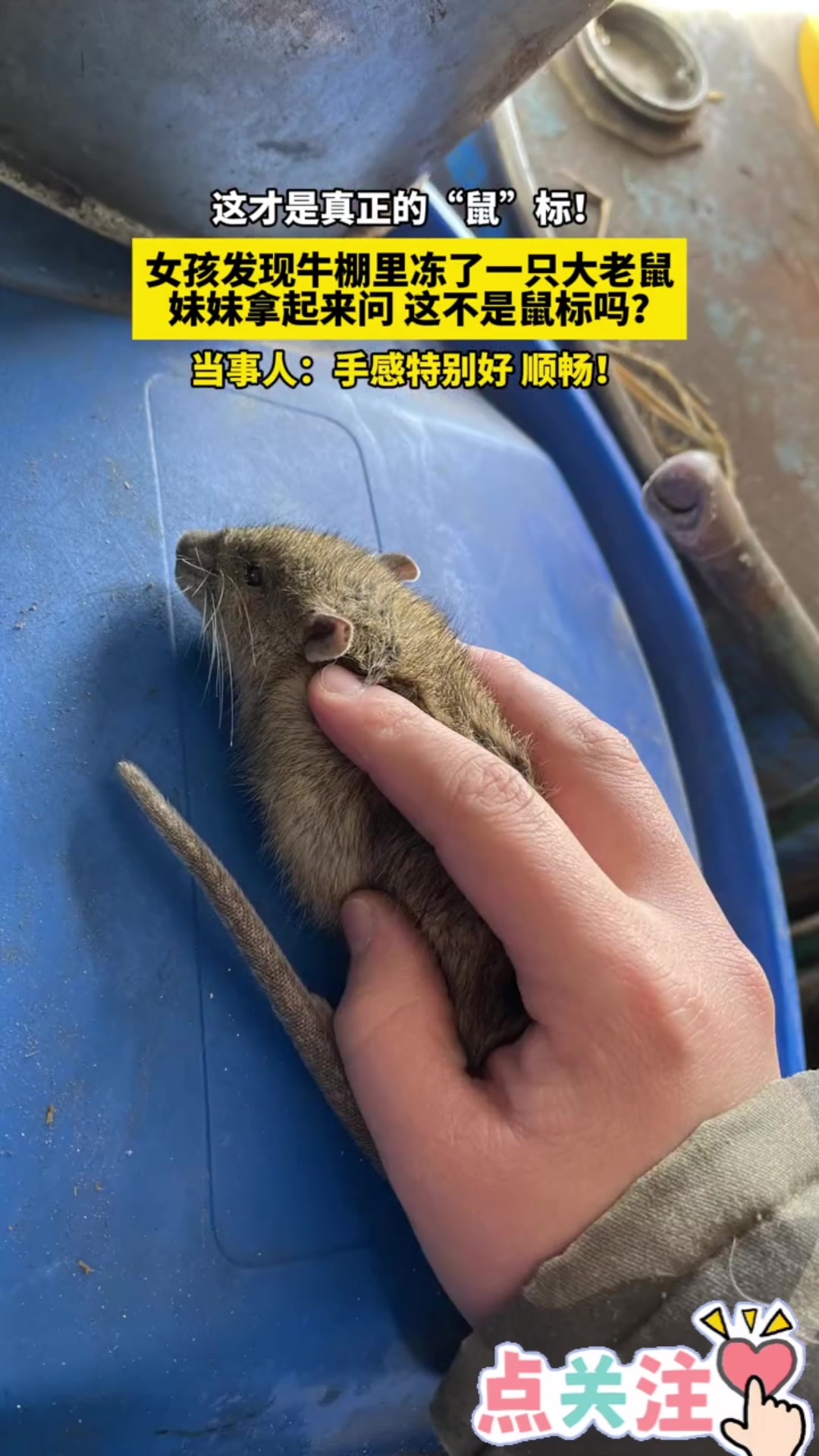 这才是真正的“鼠”标！女孩发现牛棚里冻了一只大老鼠！