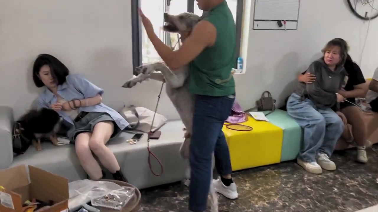 训犬比的就是谁的气场更强大么