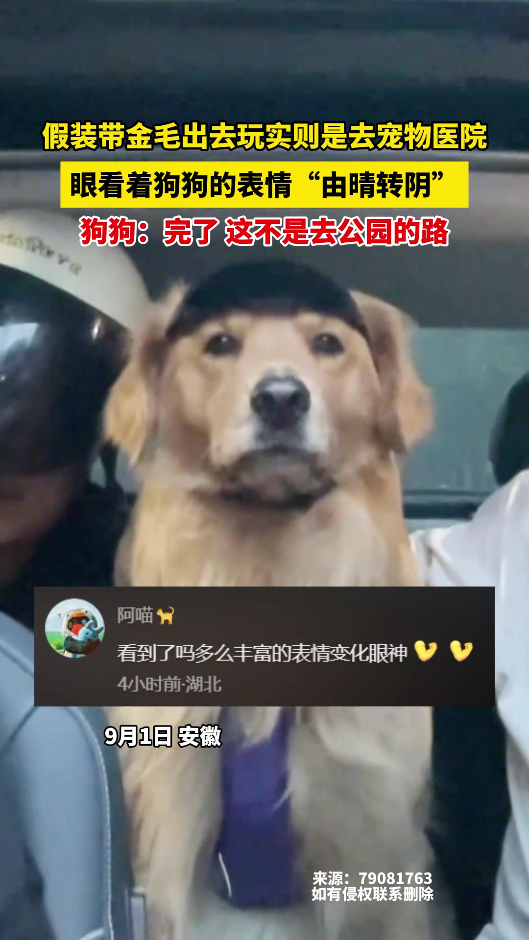 假装带金毛出去玩实则是去宠物医院眼看狗狗的表情“由晴转阴”