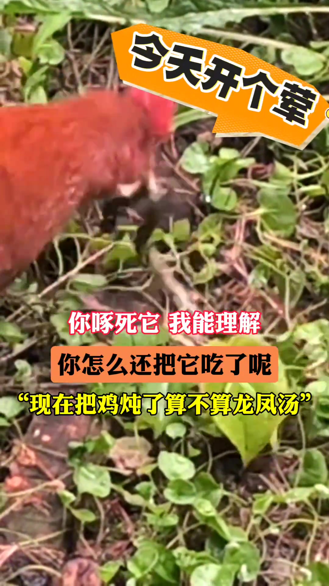 趁着它还没消化把鸡炖了算不算龙凤汤
