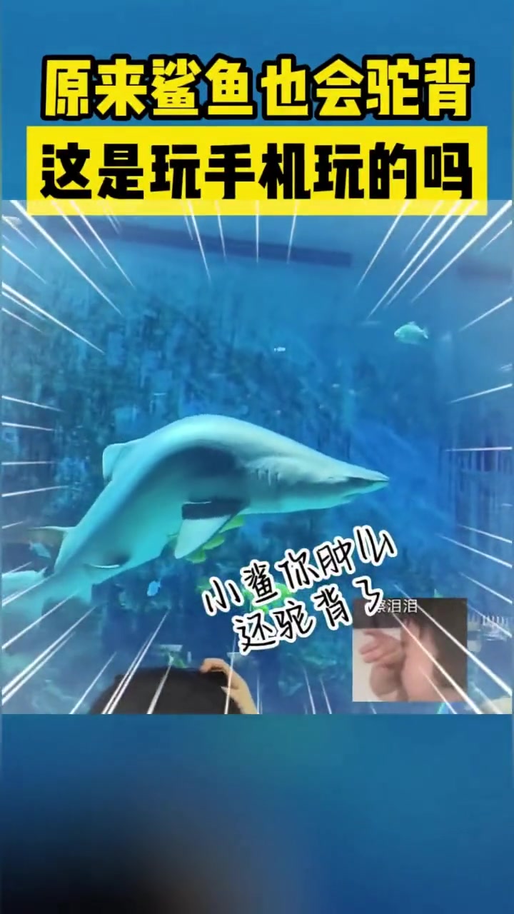 原来鲨鱼也会驼背这是玩手机玩的吗