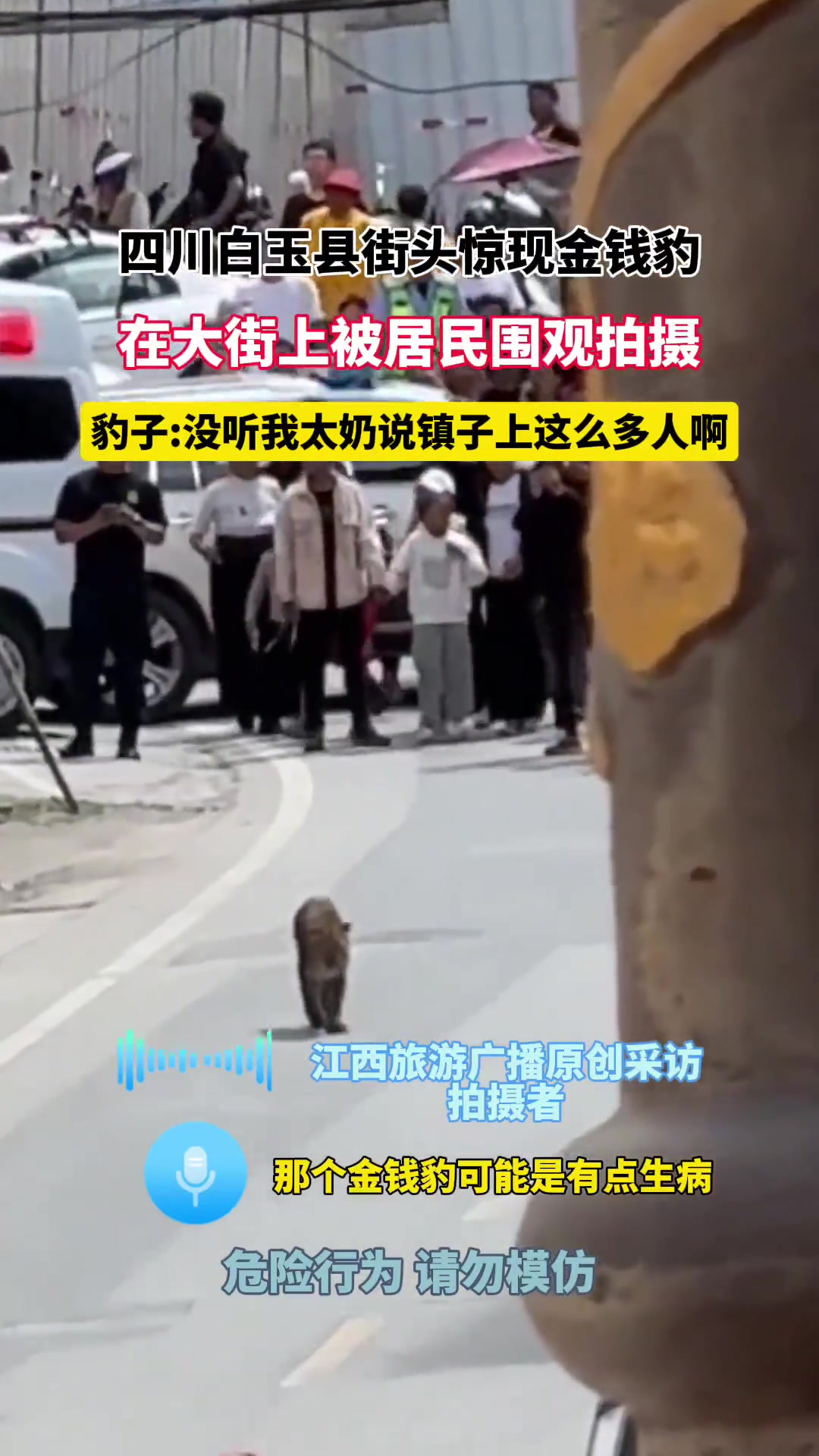 四川白玉县街头惊现金钱豹，在大街上被民围观拍摄！