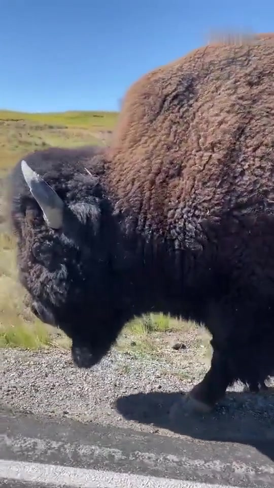 就问老虎敢和这怪物单挑不