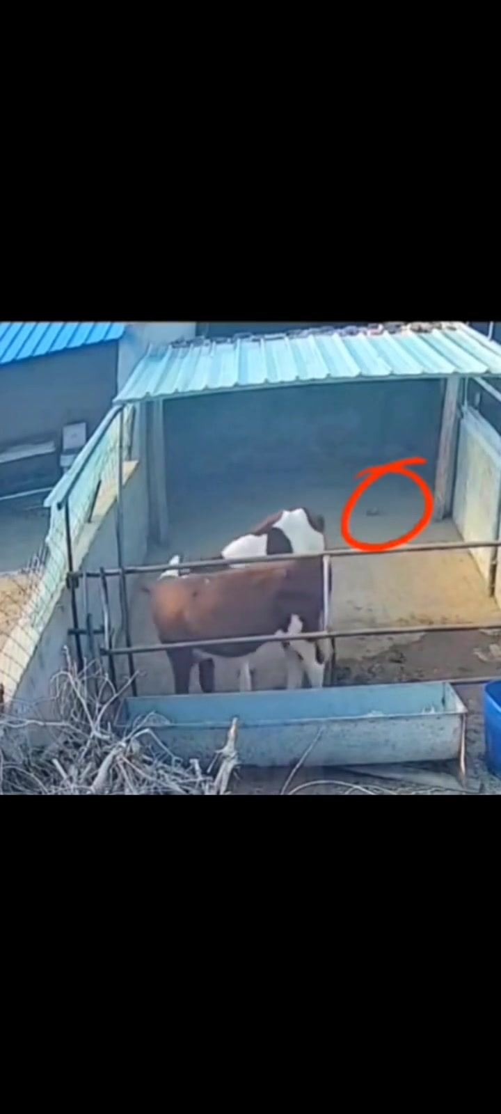 直接飞踹！看来所有的生物都讨厌老鼠！