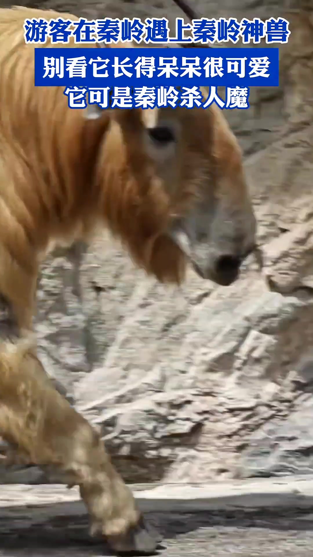 啥生物不懂就问为啥叫他秦岭杀人魔