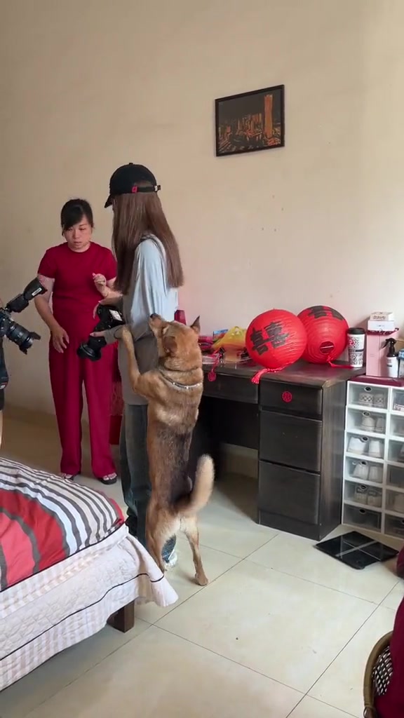 主人结婚那天，狗子跟摄影师跑了