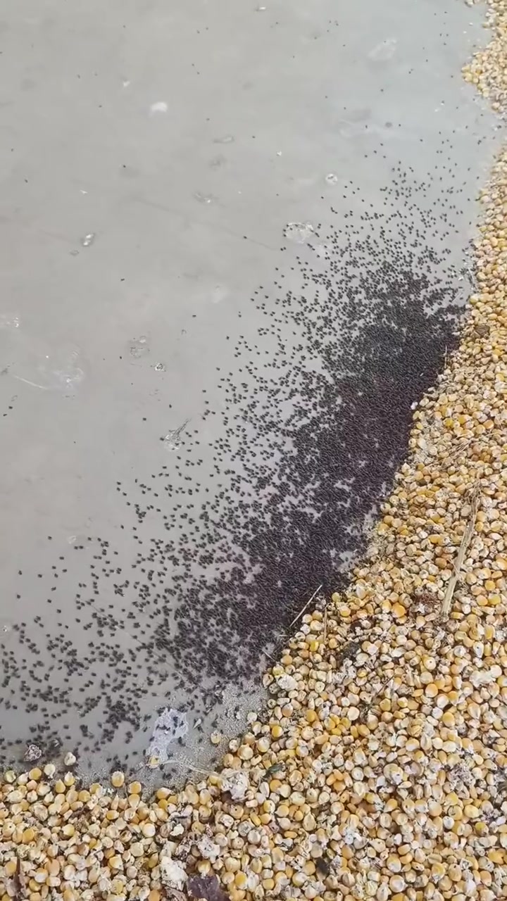 这局要怎么破，看这阵势不止二十万吧