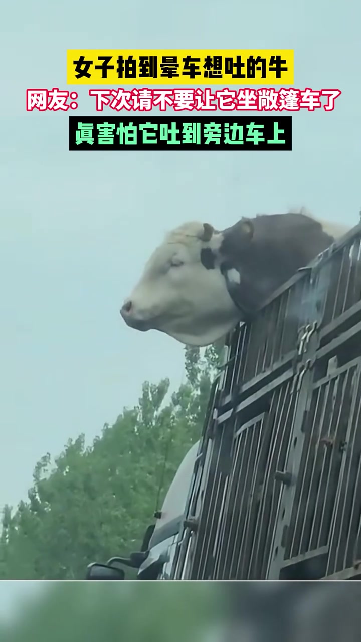 女子拍到晕车想吐的牛，网友：下次请不要让它坐敞篷车了