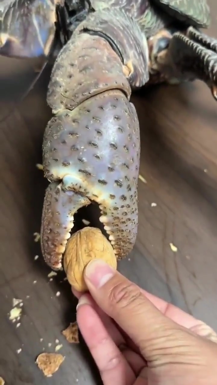 我要吃个核桃还得磨叽半天