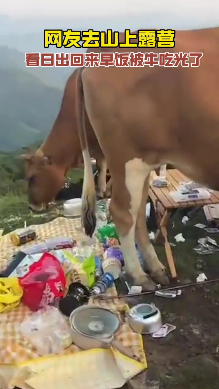 网友去山上露营，看日出回来早饭被牛吃光了！