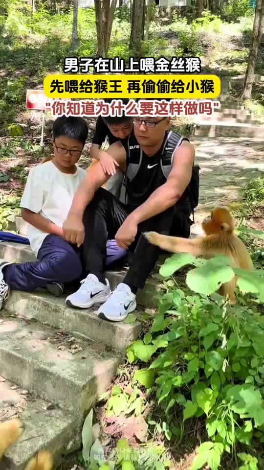 男子在山上喂金丝猴，先喂给猴王再偷偷给小猴！