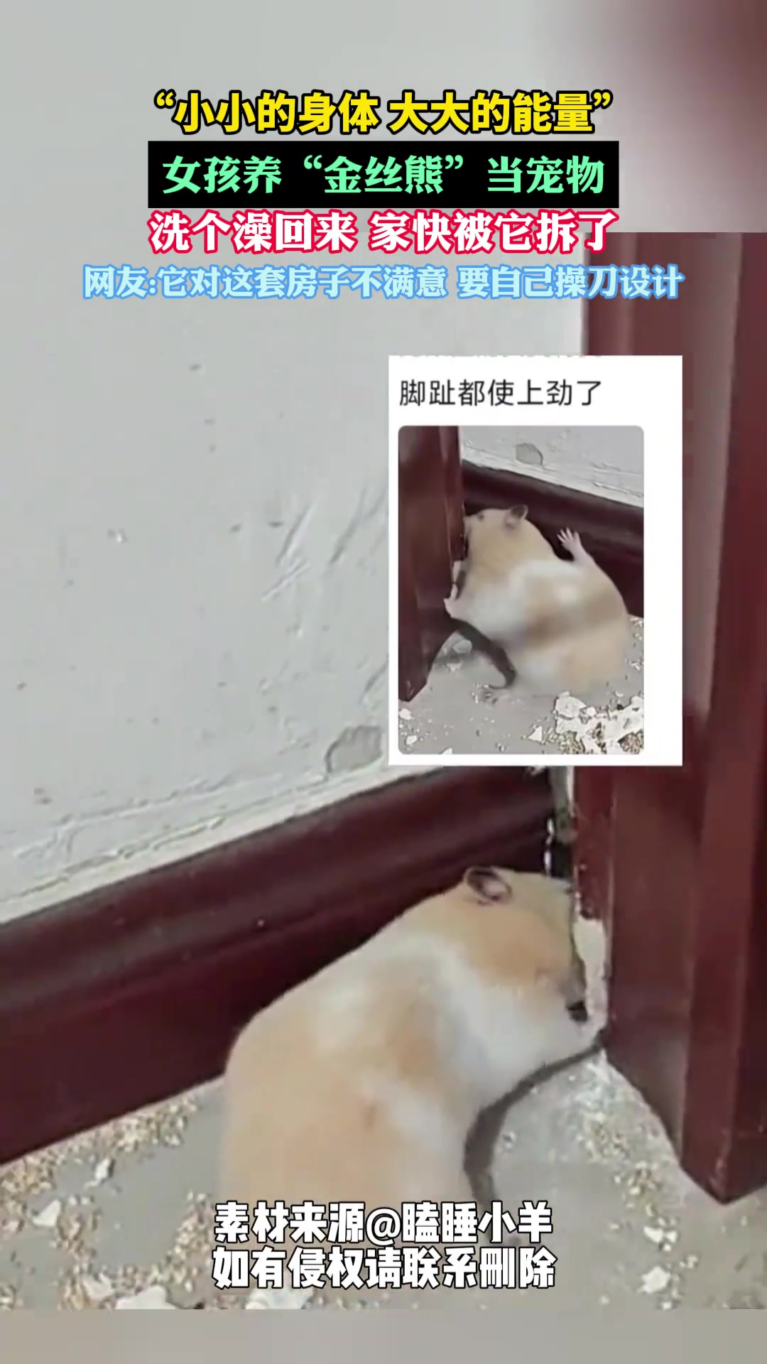 它对这套房子不满意，要自己操刀设计！