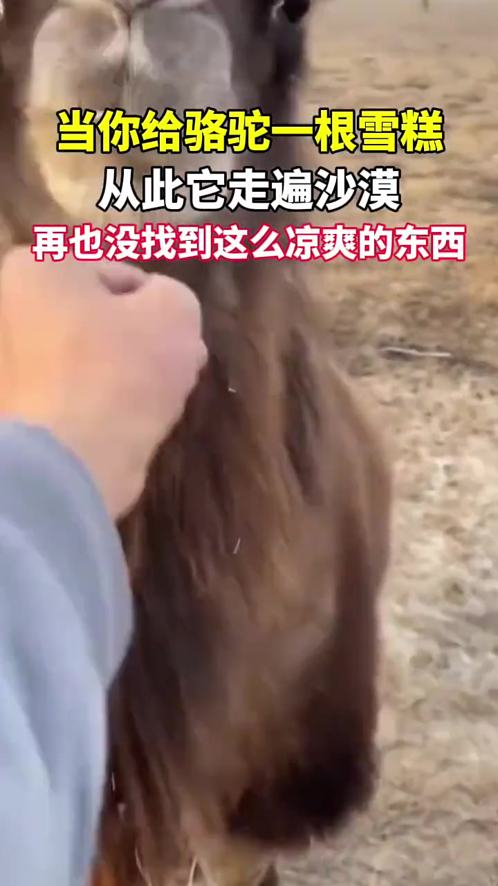 骆驼吃你的一根雪糕，直接给你跪下了！