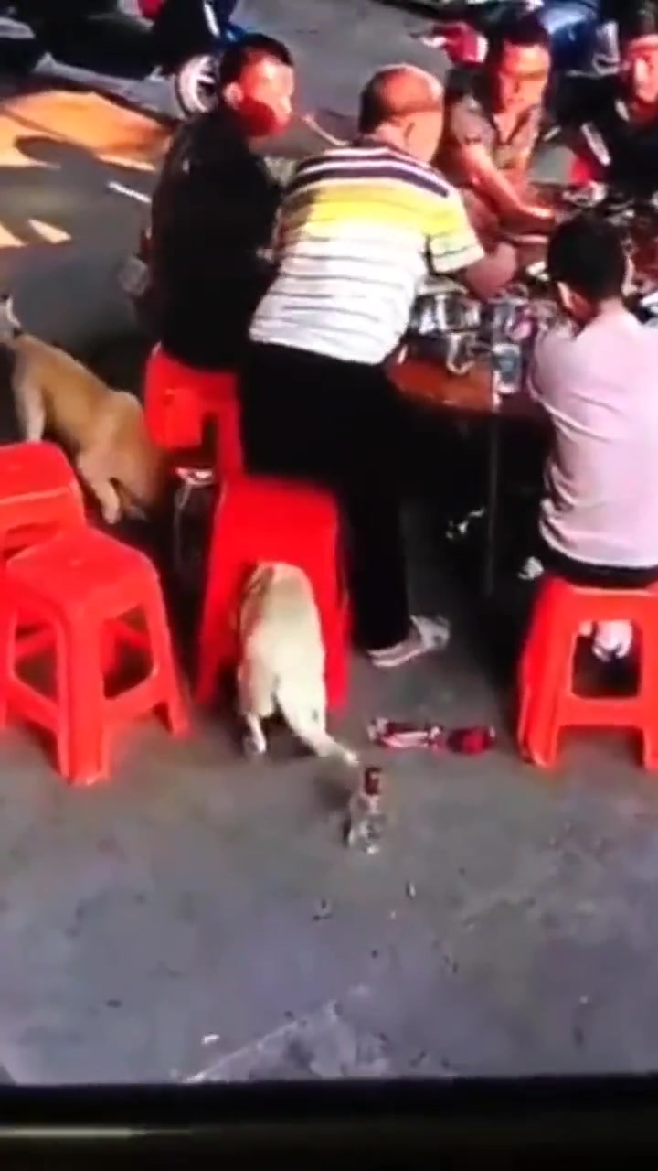 我凳子呢朋友：不是我拿的！不你拿的还是狗拿的啊