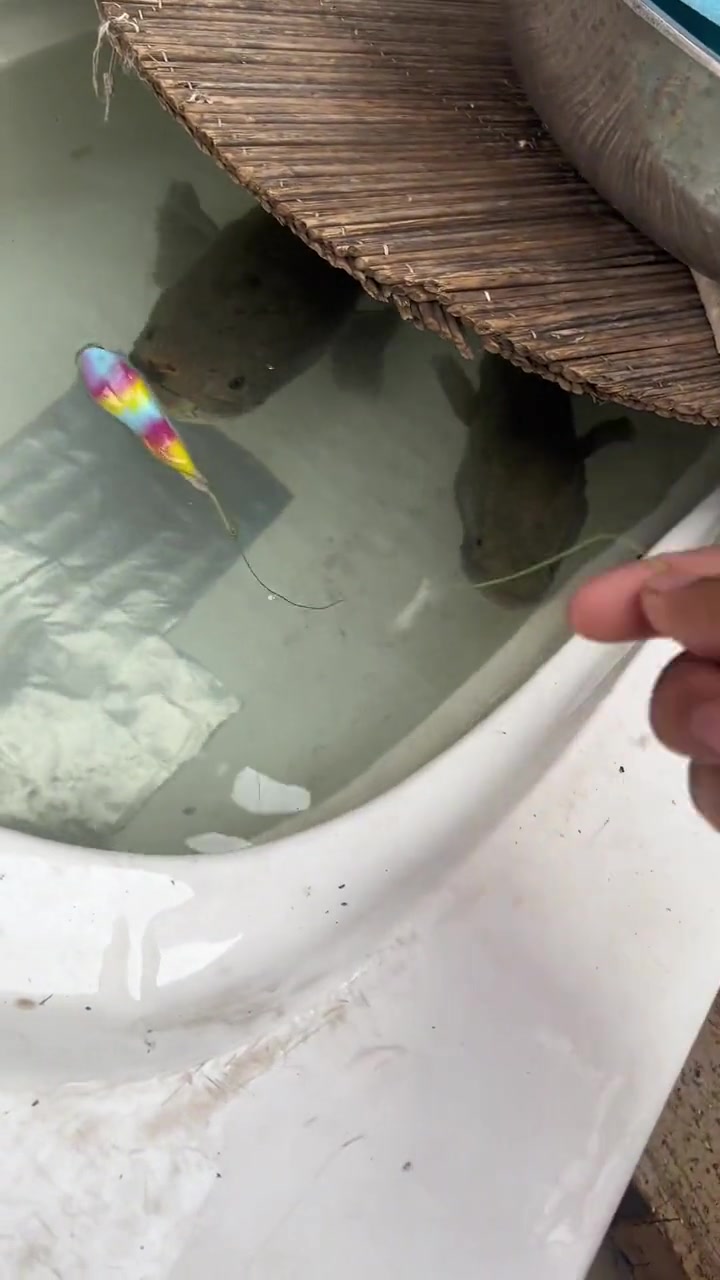 咬的就是你这个老登！