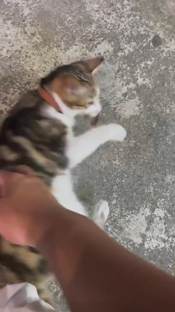 你差点把它晚餐弄没了