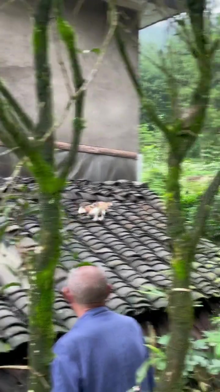 这猫回家后地位直线下降啊