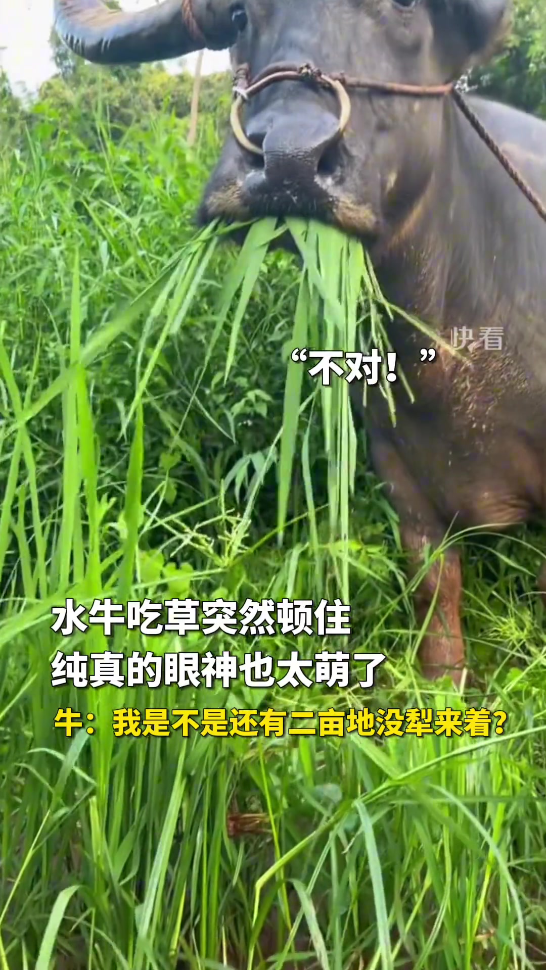 牛：我是不是还有二亩地没犁来着