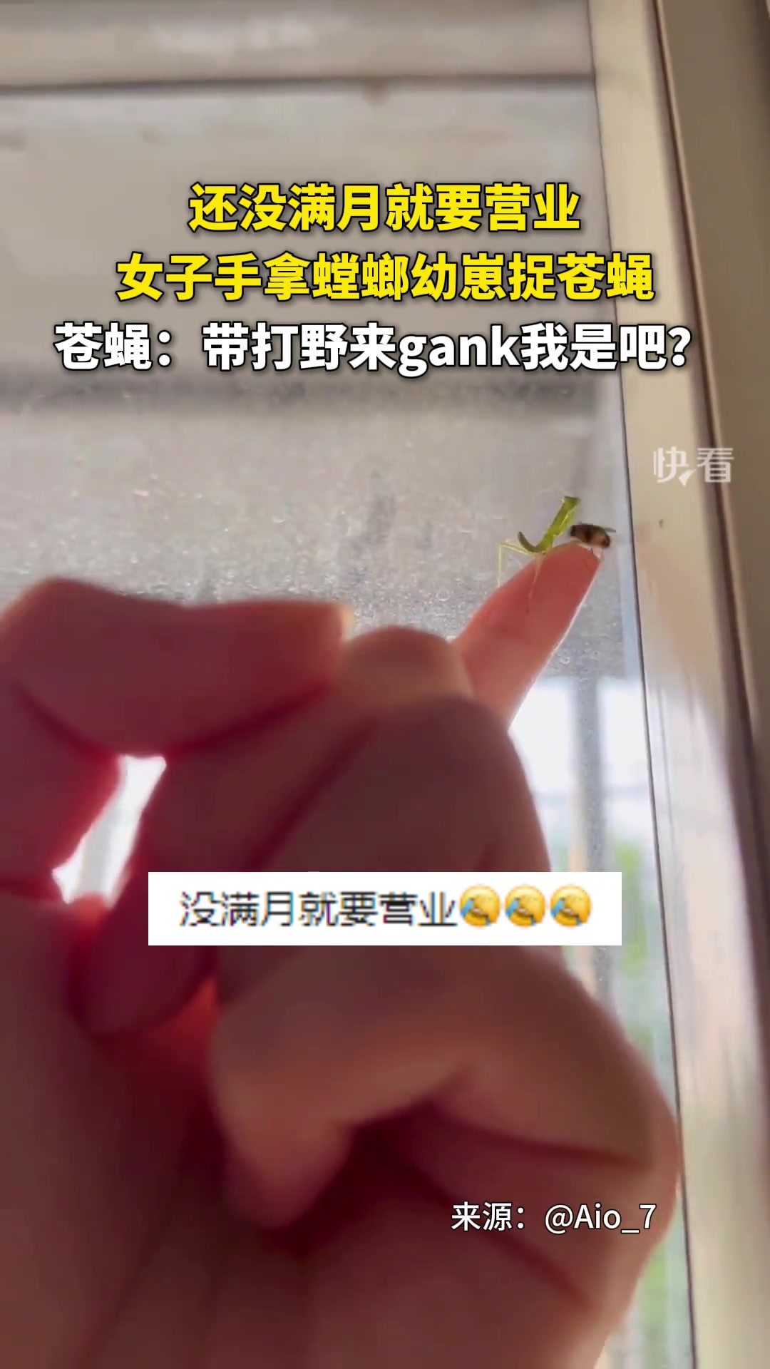 还没满月就要营业，女子手拿螳螂幼崽捉苍蝇