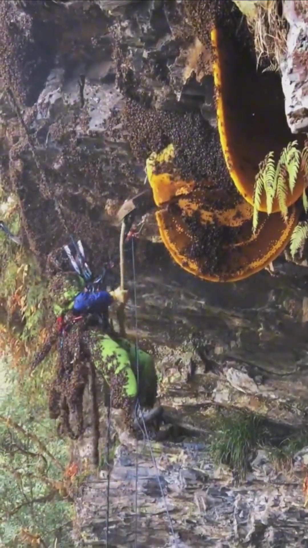 这个蜜会不会很甜啊，从来没吃过啊！