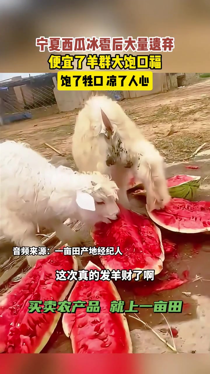 饱了牲口，凉了人心！羊：这不会是断头饭吧！